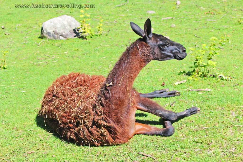 elmvale jungle zoo llama