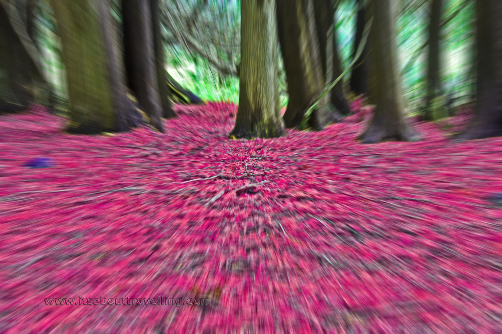 cedars photoshop colours blurred