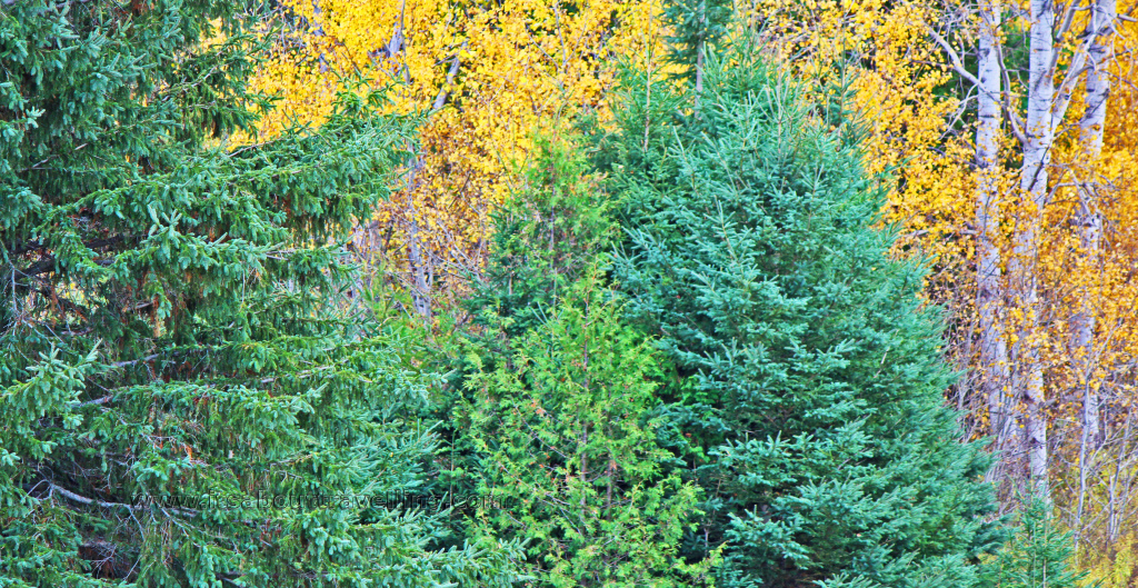 forest mix autumn foliage ontario