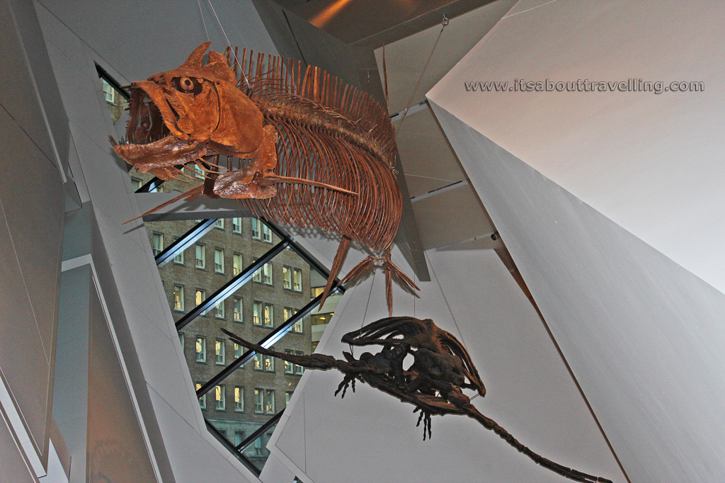 dinosaur gallery rom toronto