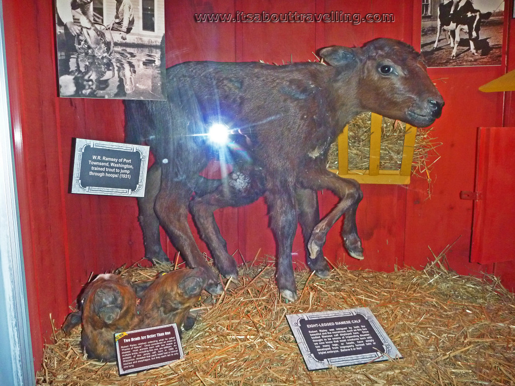 ripleys 8 legged calf niagara odditorium