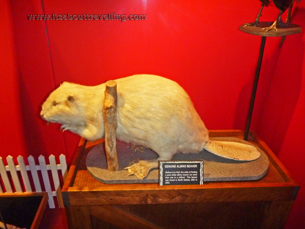 albino beaver ripleys niagara odditorium