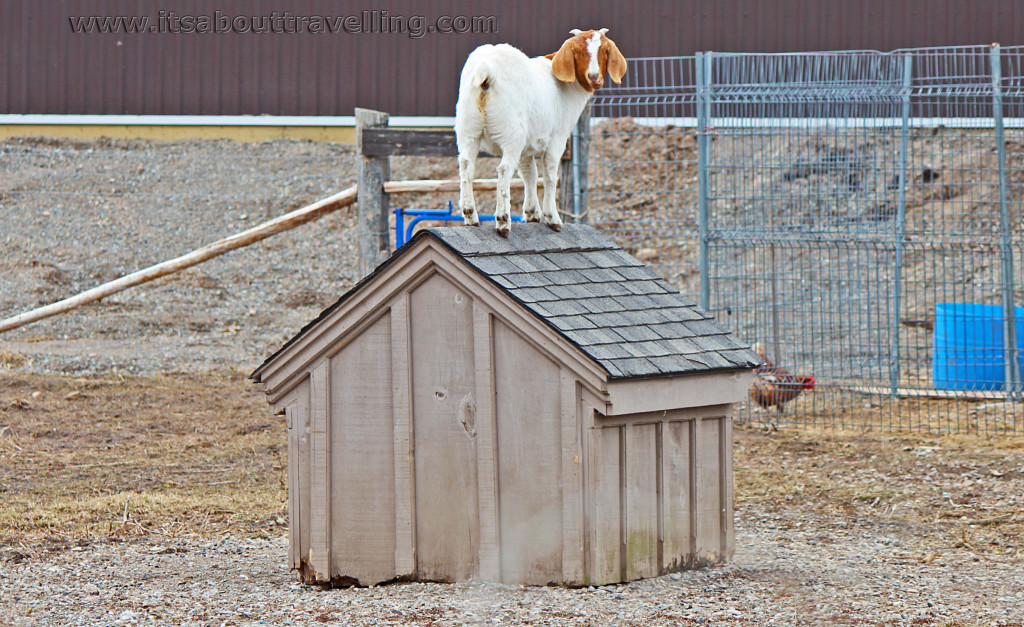goat on a shed