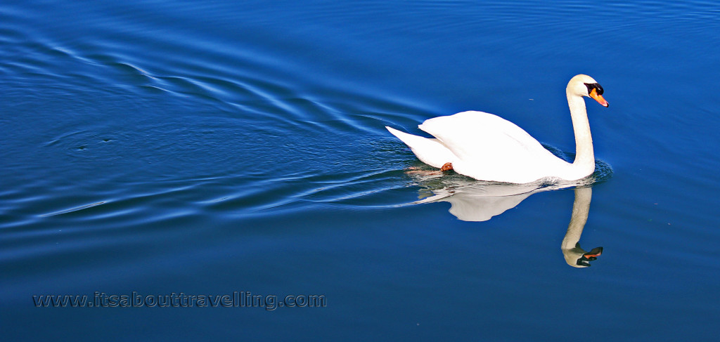 swan port credit lake ontario