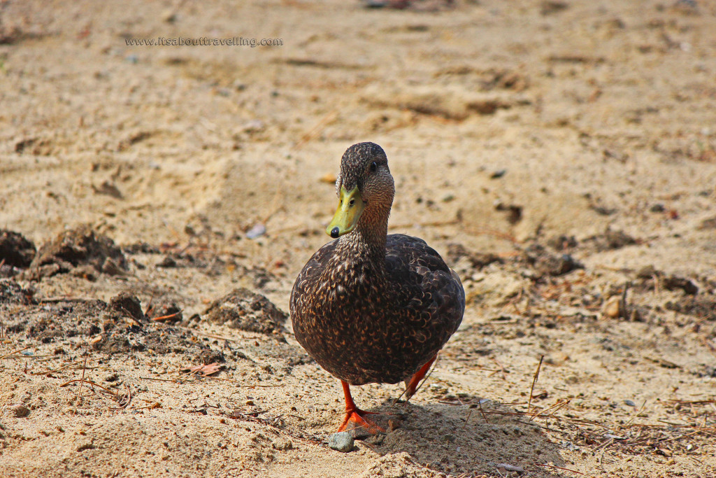 pog lake mallard duck