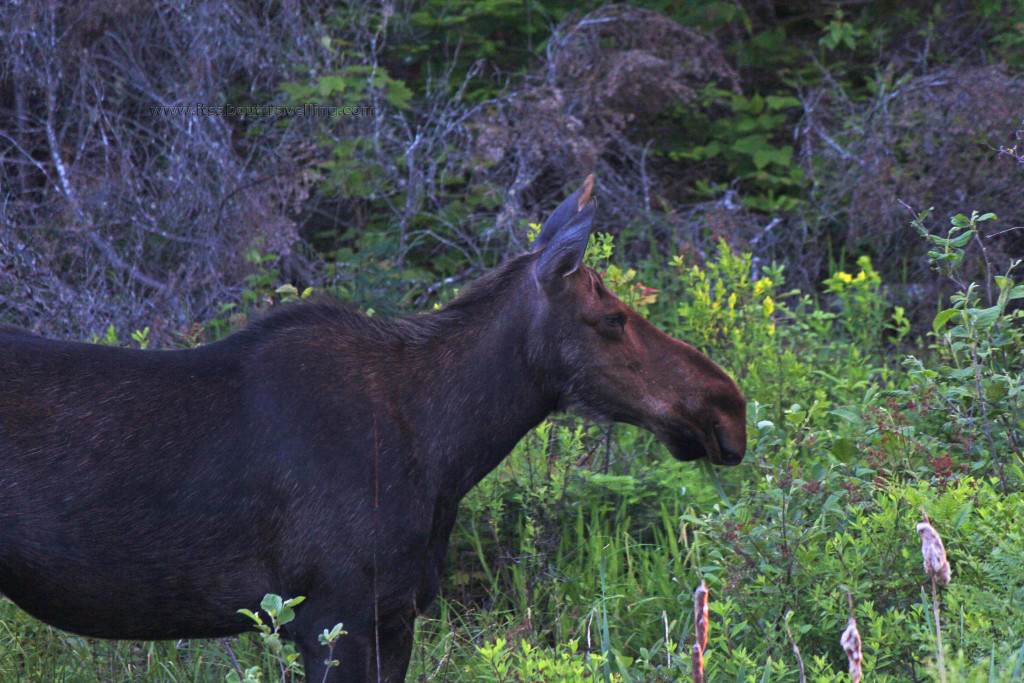 moose algonquin provincial park