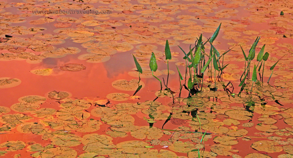 seguin trail sunset reflection