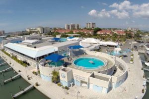 clearwater marine aquarium florida