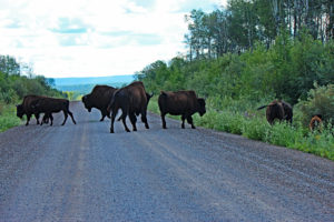 bison on nwt highway