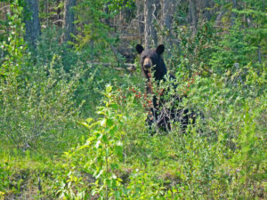 black bear northwest territories