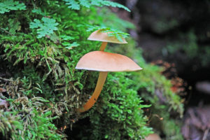 bruce trail wild mushrooms photography hockley valley provincial park