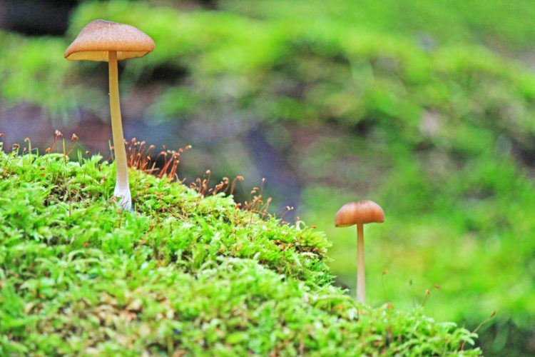 bruce trail wild mushrooms photography hockley valley provincial park