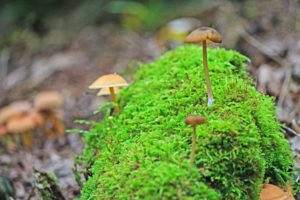 bruce trail wild mushrooms photography hockley valley provincial park