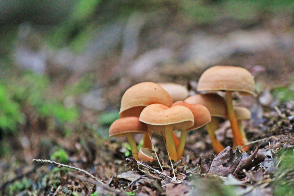 A Walk In The Woods Photographing Wild Mushrooms (On Bruce Trail)