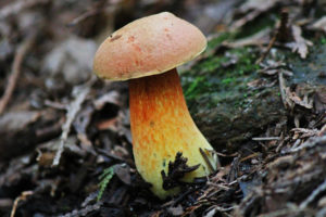 bruce trail wild mushrooms photography hockley valley provincial park