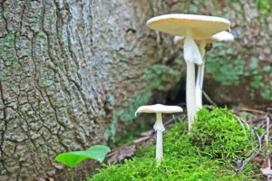 bruce trail wild mushrooms photography hockley valley provincial park