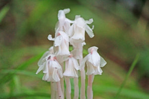 bruce trail wild mushrooms photography hockley valley provincial park