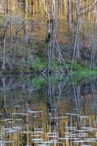 forks of the credit provincial park kettle lake