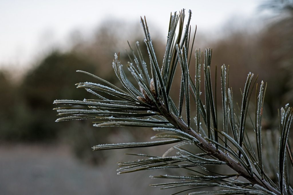 frost on pine needles