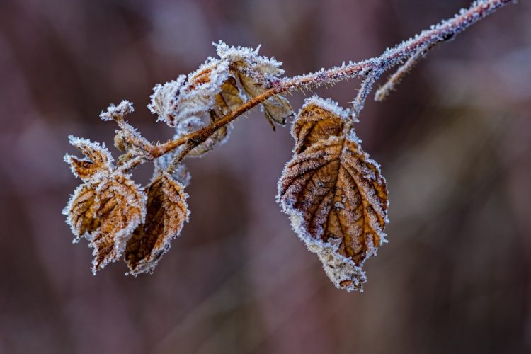 frost on raspberry leaves