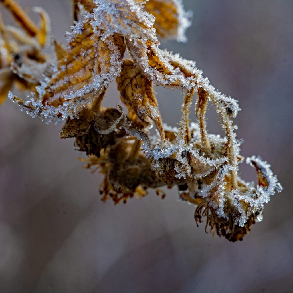 frost on raspberry leaves