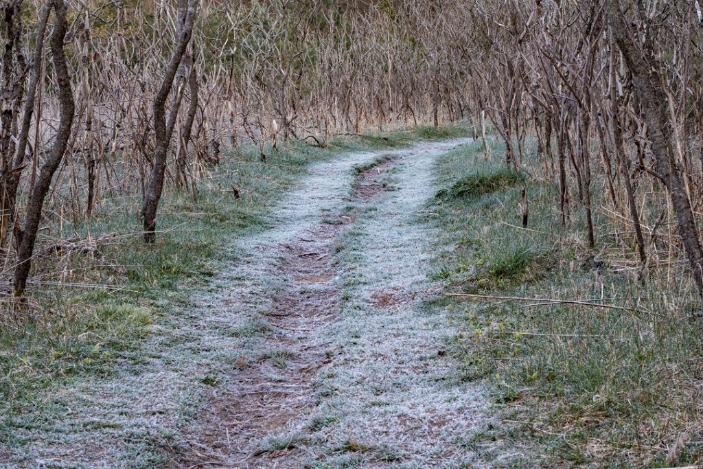 bruce trail