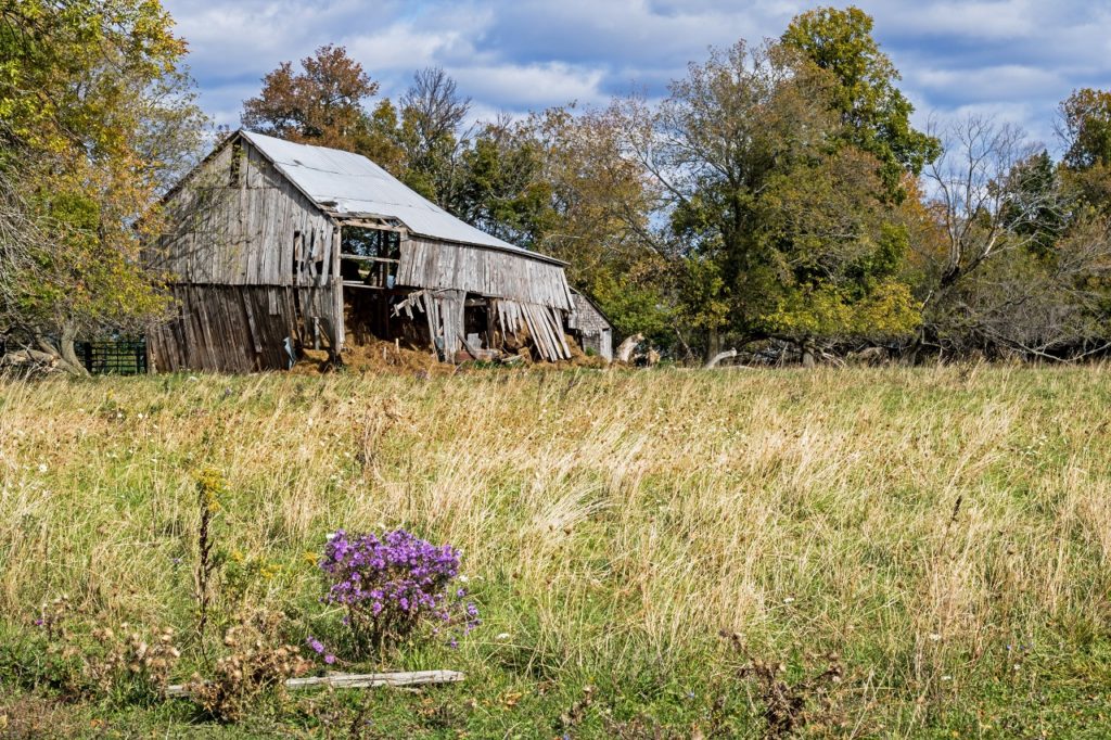 rundown barn wolfe island